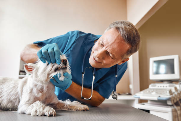 Best Emergency Dental Services for Seniors in Buchanan, NY